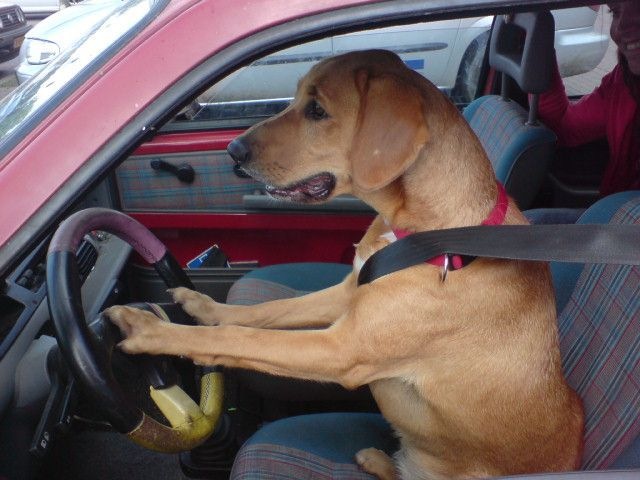 [dog_driving[2].jpg]