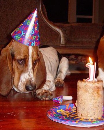 [party_animals_photo_contest_86372_xl[2].jpg]