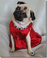 pets_contest_bella_annastahl_xl pets_contest_bella_annastahl_xl