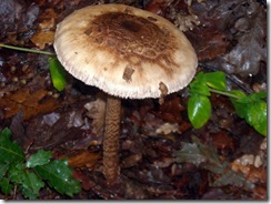 DSCN3626 DSCN3626