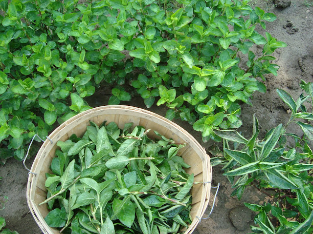 japanese indigo harvest