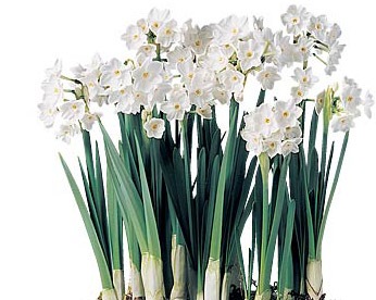 [MaggieLamarre-paperwhitesbulbs[4].jpg]