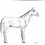 my first and last sketch of a horse