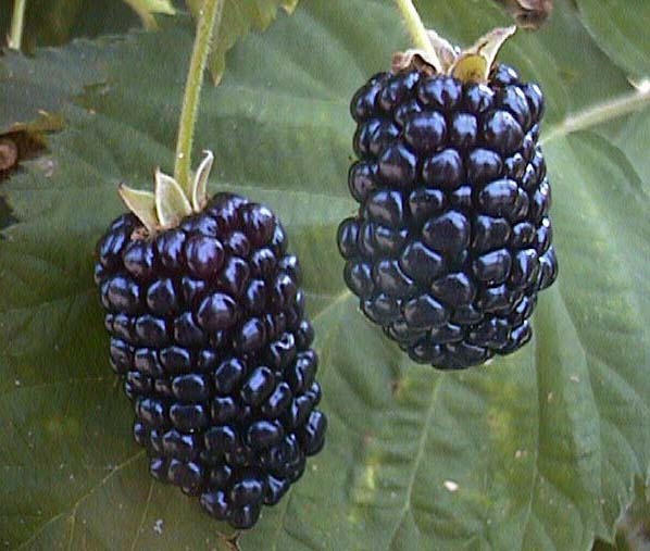 [blackberry_fruit[5].jpg]