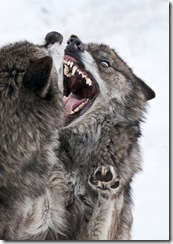 wolves fighting
