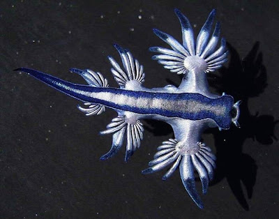 The Blue Dragon - pelagic sea slug: