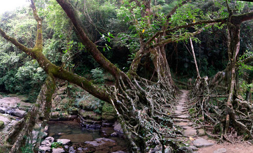 root-bridge-india3.jpg