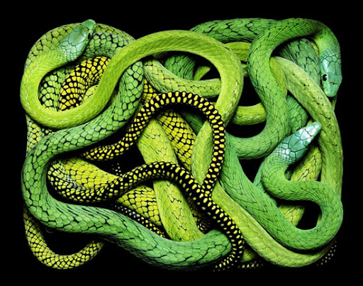 Painting from Pictures of Snakes