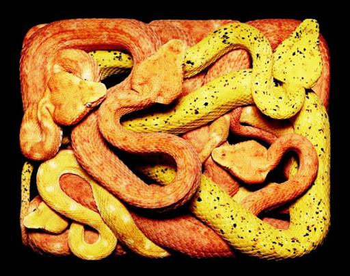 Painting from Pictures of Snakes
