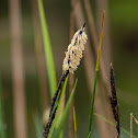 Slender Tufted-sedge