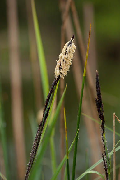 Spotting Image 1