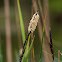 Slender Tufted-sedge