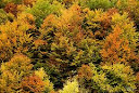 Otoño en el faedo (León) Galería Aljores Otoño en el faedo (León) Galería Aljores