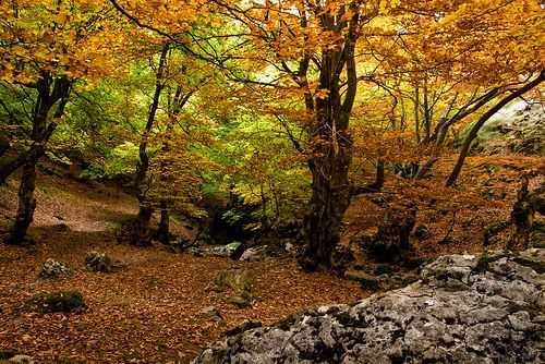 Otoño.- Foto de Alfredo García Álvarez