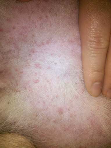 pug rash pictures of pug skin rashes allergies breeds picture pug rash pictures of pug skin rashes allergies breeds picture