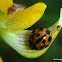 Variable Ladybird
