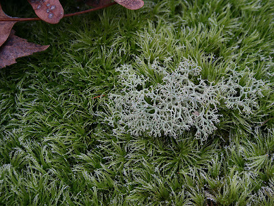 Frosty moss and lichen