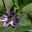 Pepper 'Czechoslovakian Black'