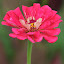 Zinnia 'Benary's Giant Carmine Rose'