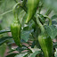Pepper 'Fish'