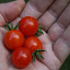Tomato 'Matt's Wild Cherry'