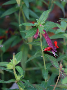 Another cuphea which avoided deer destruction, C. llavea.