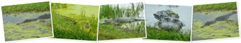 View Brazos Bend alligators
