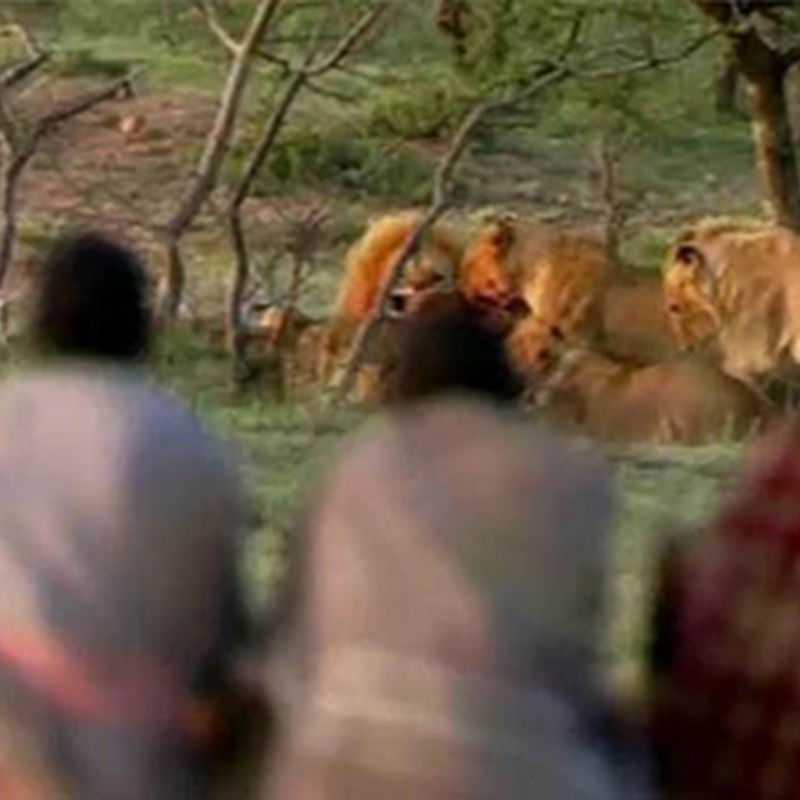 Απίστευτο Βίντεο: 3 άντρες κλέβουν τη τροφή από πεινασμένα λιοντάρια!