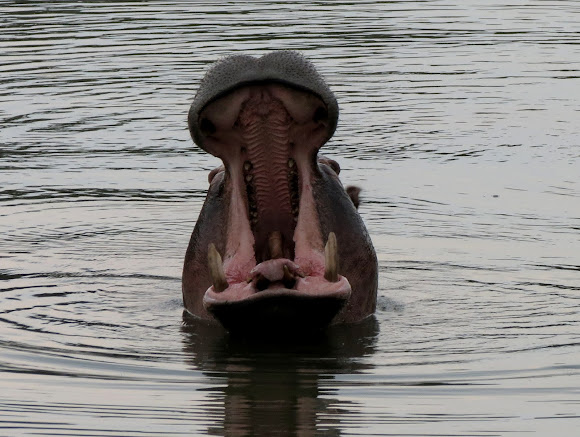 Spotting Image 1