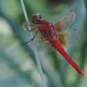 Neon Skimmer Dragonfly (male)