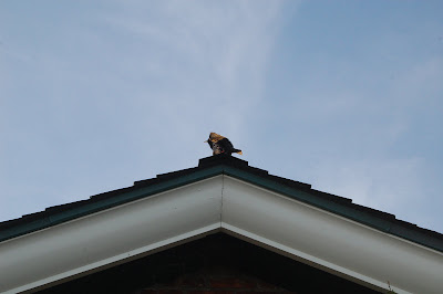 Unknown species of bird. Probably satanic.