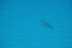 IMG_0550