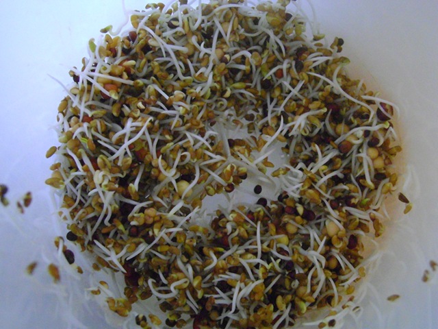 [newsprouts 002[3].jpg]