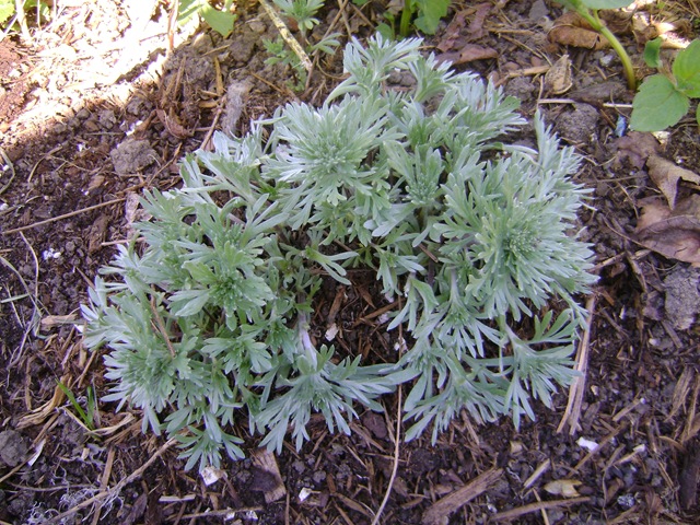 [artemisias 011[2].jpg]