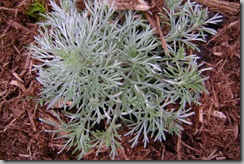 silver mound artemisia in front bed