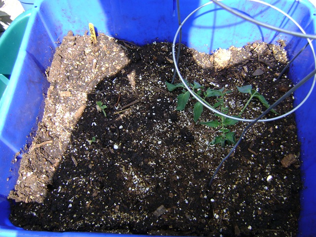 [garden 024[2].jpg]