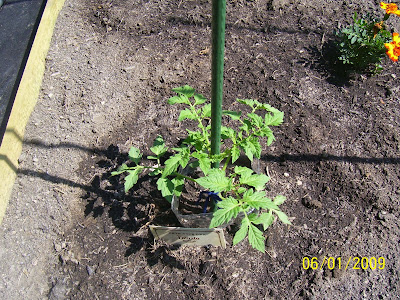 Beef Steak plant from Lowes
