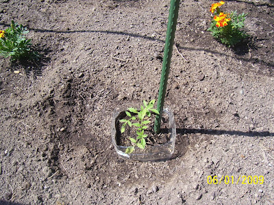 tomato plant #3
