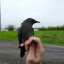 Grey Catbird