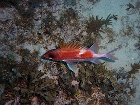 Longspine Squirrelfish