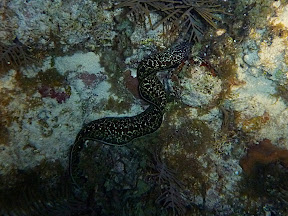 Spotted Moray Eel