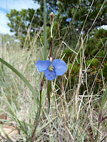 Emory Peak Trail Photo