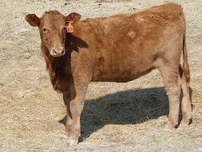 Future Steak