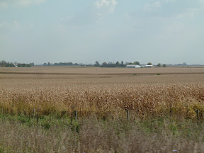 Corn Field