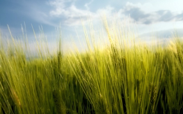 [springwheat_1920x1200_1[3].jpg]