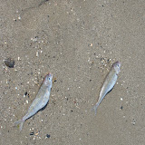 Bogas muertas en la playa