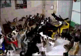 [130_Cats[2].gif]