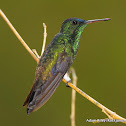 Indigo-capped Hummingbird