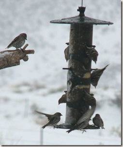 siskins