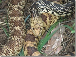 Bull Snake Bull Snake